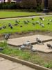 Pigeons of Huddersfield
